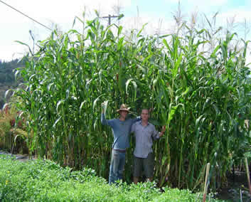 Como  se muestra aquí los granos como el maíz y el trigo, al igual que otros, pueden  producir grandes cantidades de biomasa para construir suelo además de producir granos  comestibles.